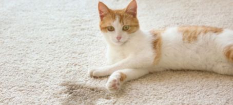 Effective Methods to Clean Dried Cat Urine From Carpet - FS UK