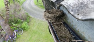 bird nest in gutters