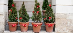 potted christmas trees