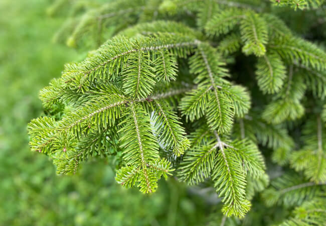 Balsam fir tree branches