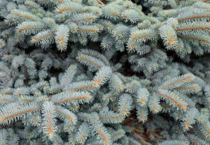 Blue spruce tree branches