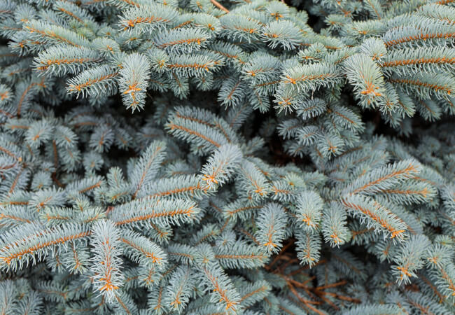 Blue spruce tree branches
