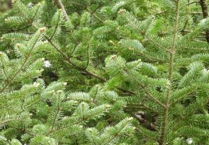 Canaan fir tree