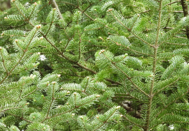 Canaan fir tree