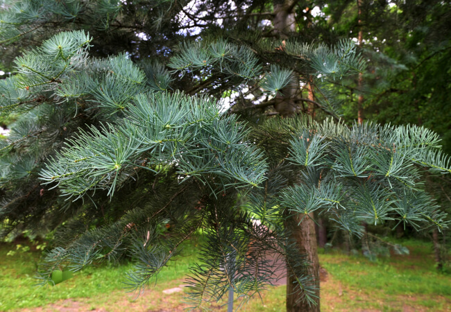 Concolor Fir tree