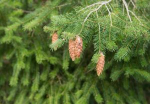 Douglas Fir tree
