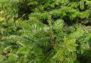Grand Fir tree