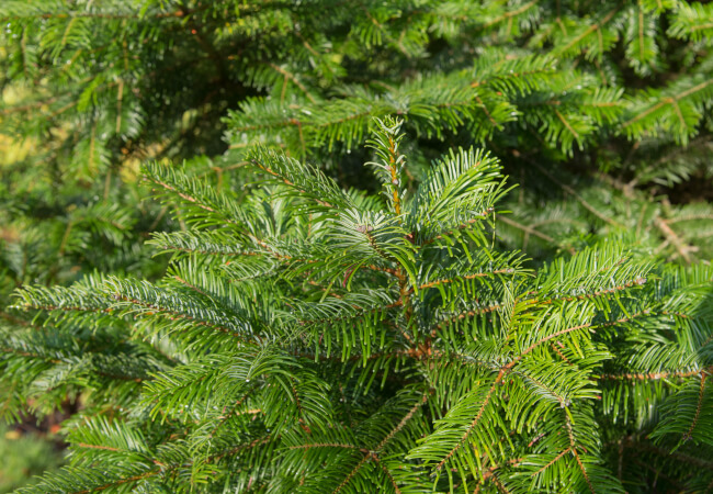 Grand Fir tree