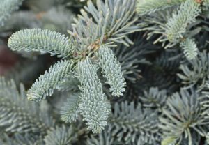 Blue Noble Fir tree
