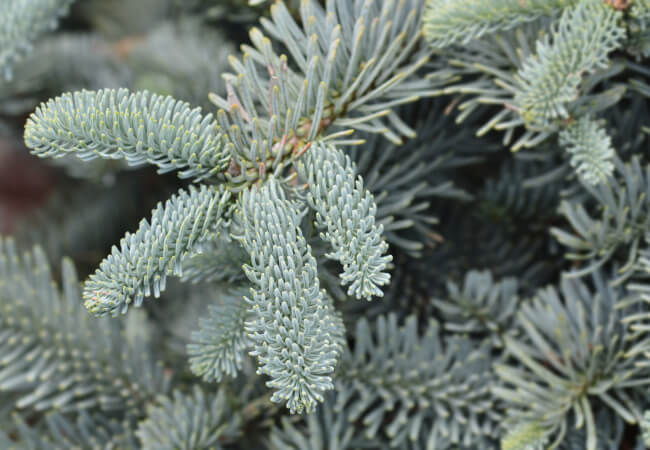Blue Noble Fir tree