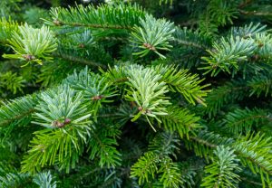 Nordmann fir tree up close
