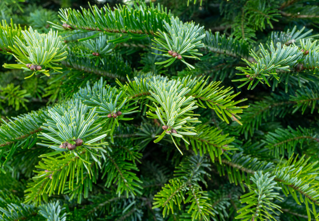Nordmann fir tree up close