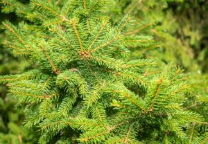 Norway Spruce tree