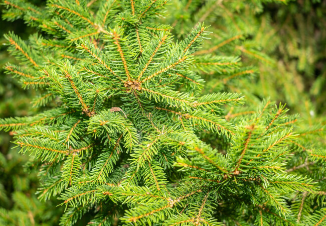 Norway Spruce tree