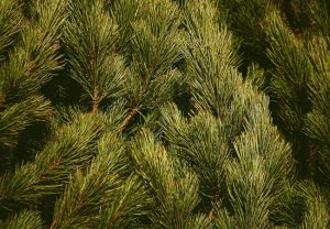 Scotch pine tree up close