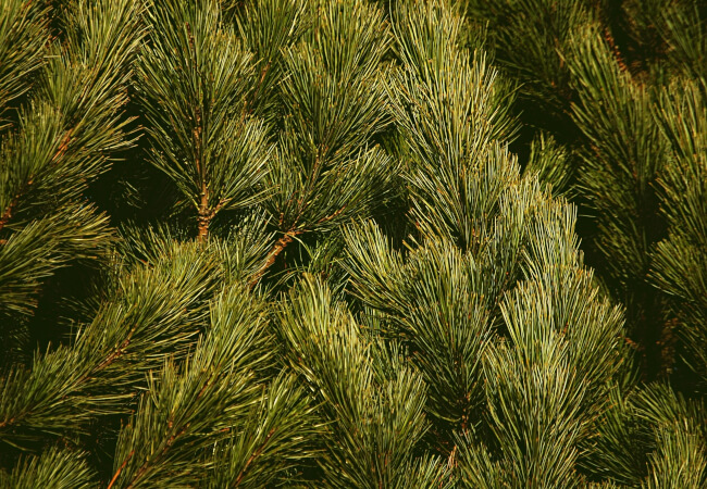 Scotch pine tree up close