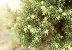 Dwarf ornamental spruce Conica (Picea glauca or white spruce)