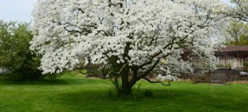 white dogwood tree