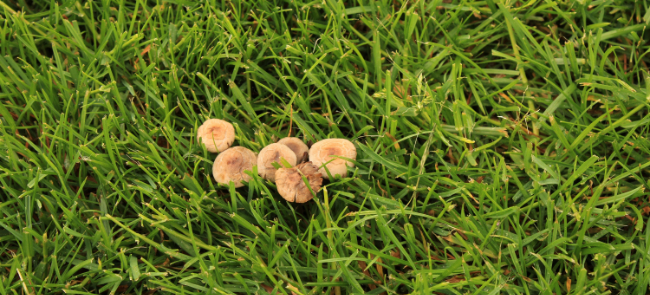 toadstools growing in lawn
