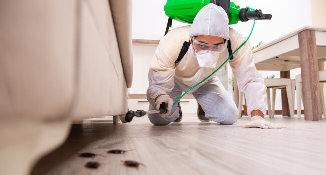 Cockroach pest control treatment cost