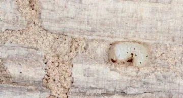 Woodworm in wood