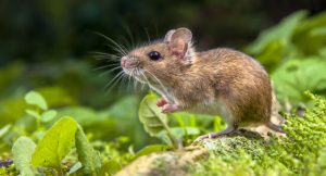 Picture of field mouse