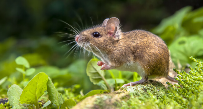 Picture of filed mouse