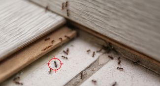How much to remove ants from the home?