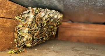 Wasp nest under roof