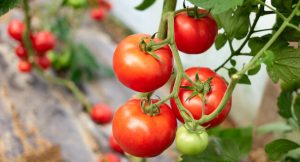 Tomatoes for companion planting
