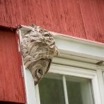 Wasp nest on a window sill