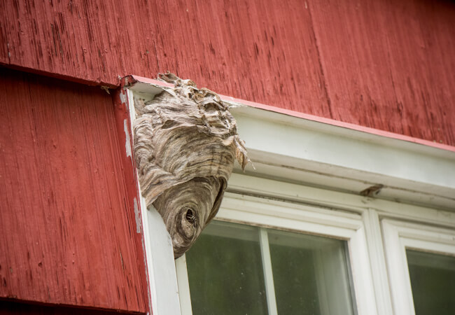 Wasp nest on a window sill