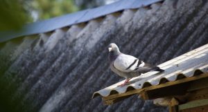 Pigeon on roof