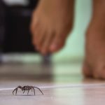 House spider walking in home