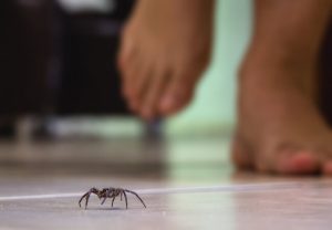 House spider walking in home