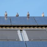 Pigeons on roof with solar panels