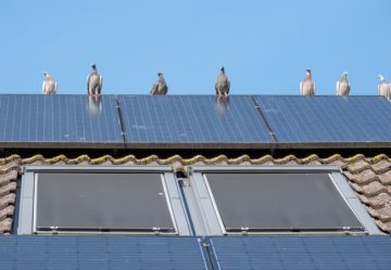 Pigeons on roof with solar panels