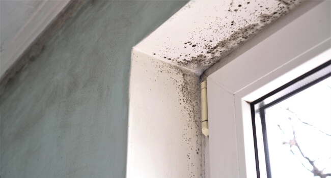 Mould near windows