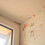 Red mould growing on wall