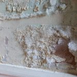 White mould growing on wall