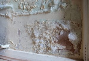 White mould growing on wall