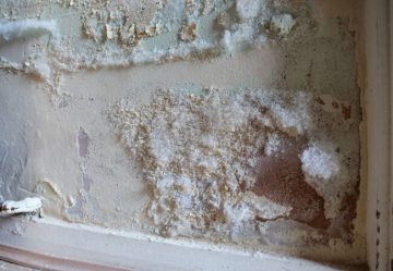 White mould growing on wall