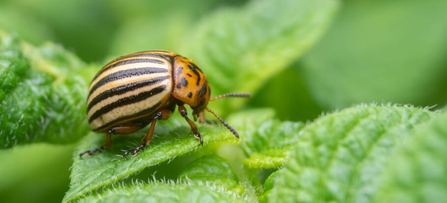 Potato beetle on a plant