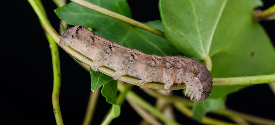 Cutworm