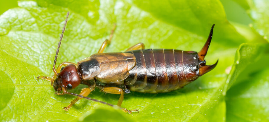 Earwig