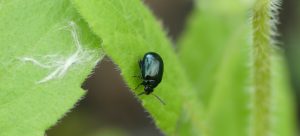 Black flea beetle on a leaf