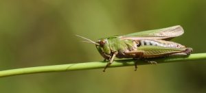 Grasshopper