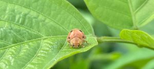 Mexican bean beetle