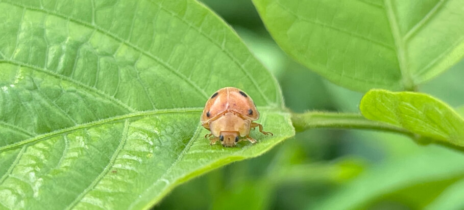 Mexican bean beetle