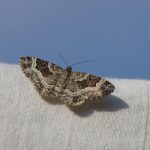Common carpet moth